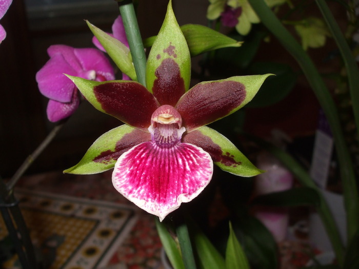 043 - orhidee 2010