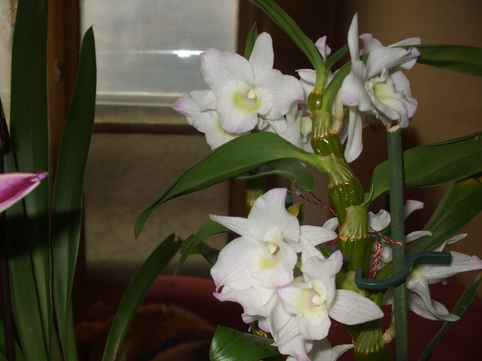 046 - orhidee 2010
