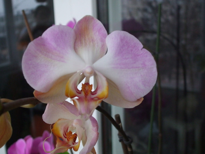 064 - orhidee 2010