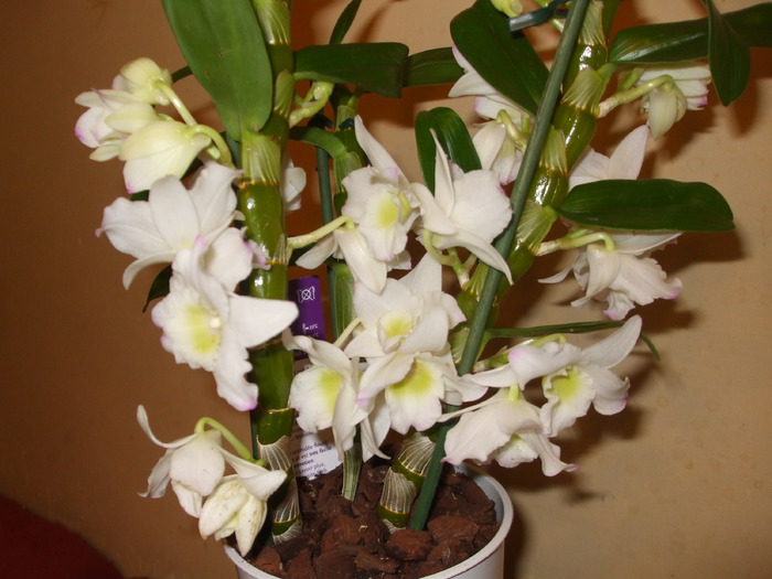 051 - orhidee 2010