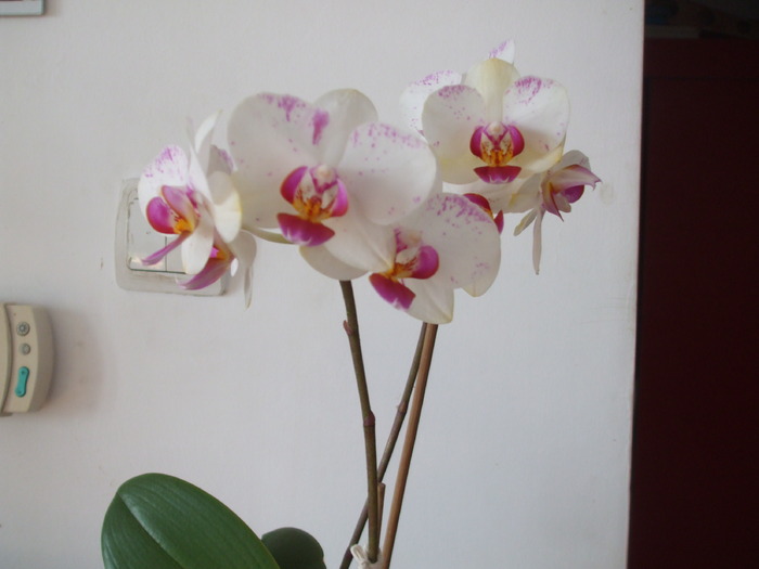 068 - orhidee 2010