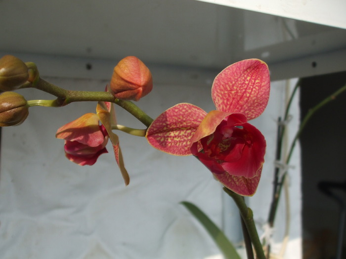 072 - orhidee 2010