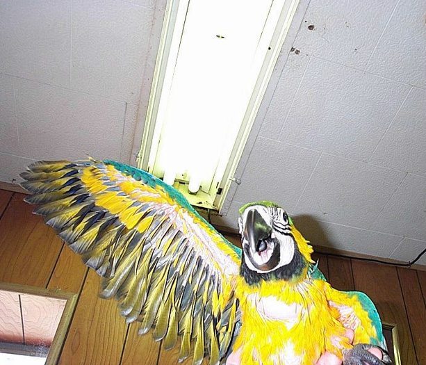 poze-haioase-animale-papagali