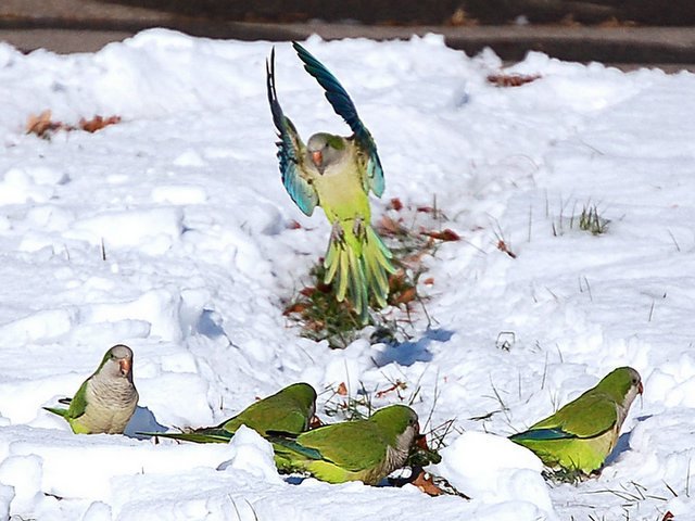 poze-papagali-zapada-iarna-imagini
