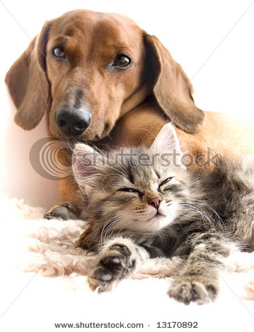 stock-photo-cat-and-dog-13170892 - Cn vrea sa fim prietene