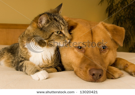 stock-photo-cat-and-dog-resting-together-on-bed-13020421 - Cn vrea sa fim prietene