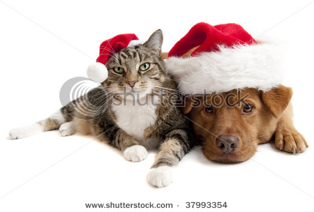 stock-photo-cat-and-dog-with-santa-claus-hats-on-white-background-37993354 - Cn vrea sa fim prietene