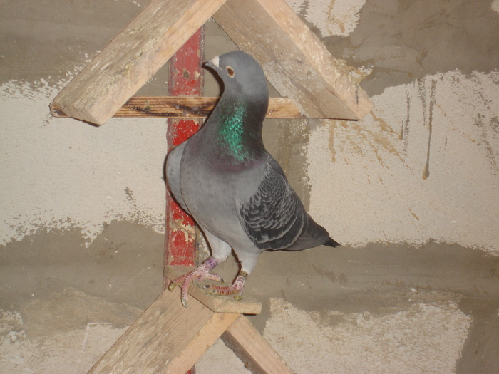 2007.6402470.belg,stichilbaut