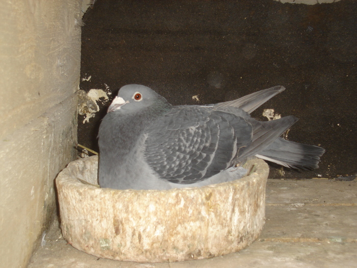 2000.172697 vasiliu mihai reprod.