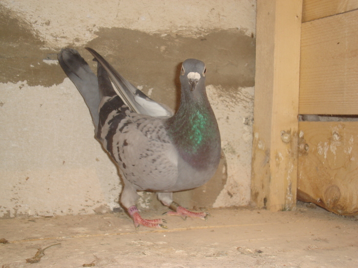 2007.6401465.belg.jos thone