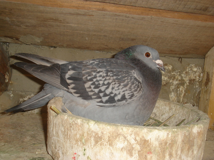 2008.078520.turluianu pavel