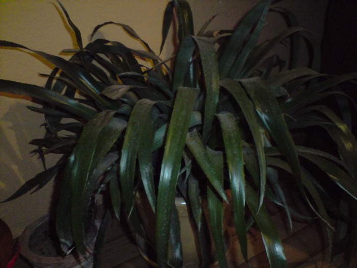 billbergia - floricelele mele