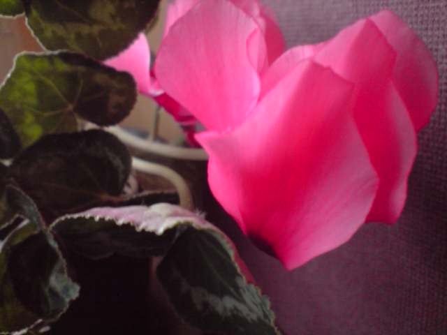 cyclamen roz - floricelele mele