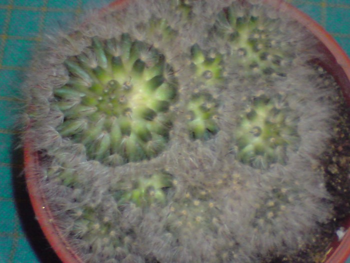 Mammillaria bombycina - floricelele mele