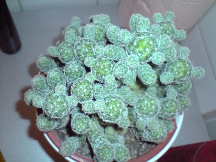 Mammillaria vetula ssp. gracilis