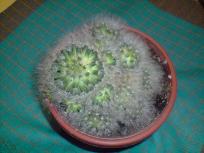 mammillaria zelmanniana