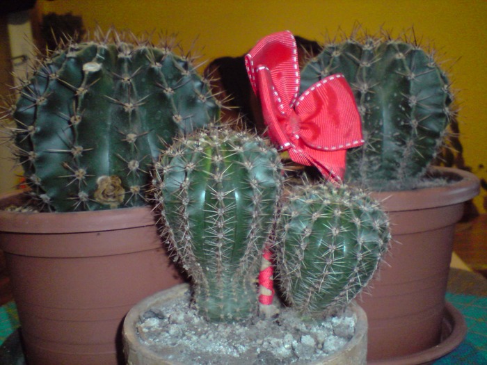 mixt cactusi - floricelele mele