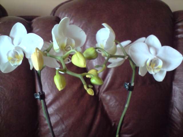 phalaenopsis