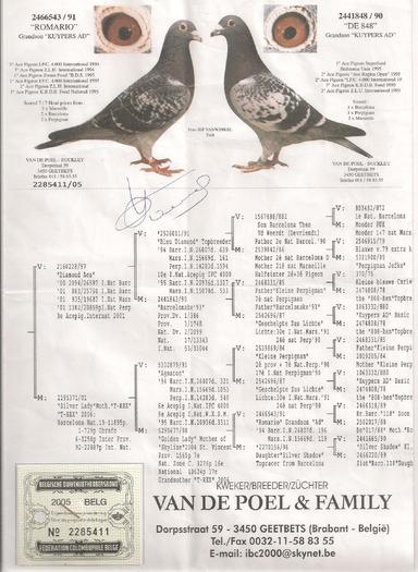 ped lui 2285411 de 05 - poze pedigriuri