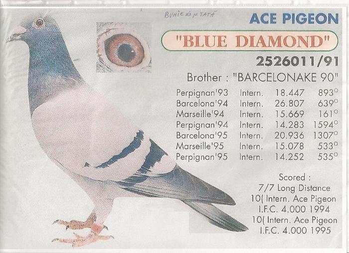 bunicul lui 2285411.05 albastra - poze pedigriuri