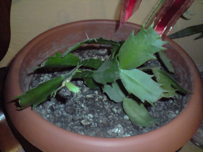 Schlumbergera (craciunita)