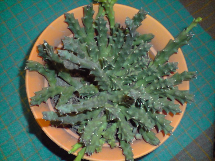 Stapelia variegata(steaua serifului)