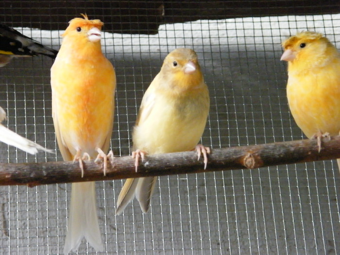 DSCF0079 - Fostii mei canari