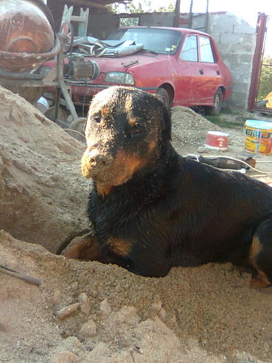 paco - cei mai iubiti catei Paco si Toby