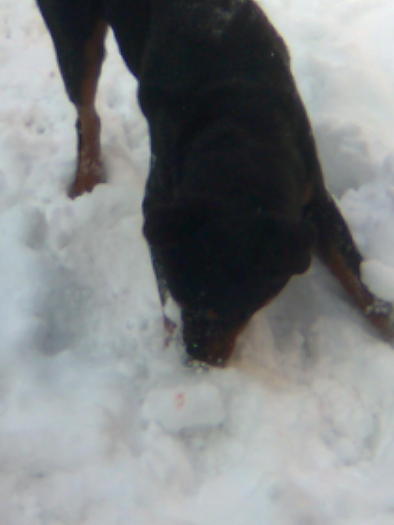 paco - cei mai iubiti catei Paco si Toby