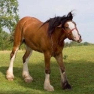 cal mare - poze cu cai