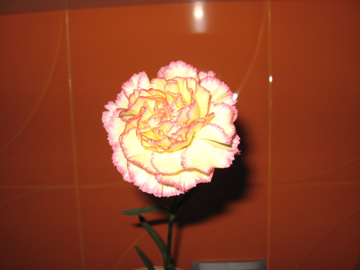 Picture 1169 - florile mele
