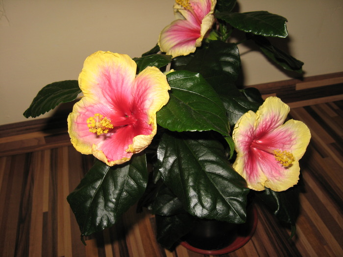 Picture 1148 - florile mele