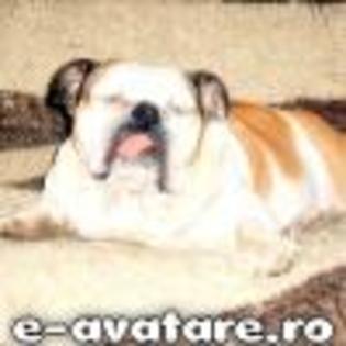 avatare_gratuite_136b4e8cb8a8e0b400da2b18d8e33239[1] - animale