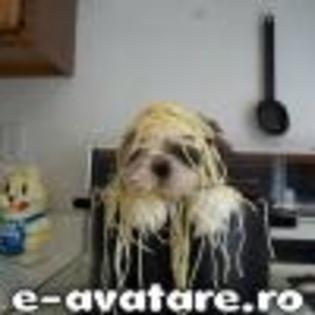 avatare_gratuite_b2b08e93a0795f7b7176ff94fbb17732[1] - animale