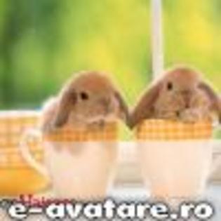 avatare_gratuite_b5121e1cc9839e0bf997dc1d4e8c837e[1] - animale