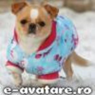 avatare_gratuite_d5521b824edd80f60cee68327bbb7295[1] - animale