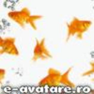 avatare_gratuite_f33890b79df049e9db94d7041d2592c7[1] - animale