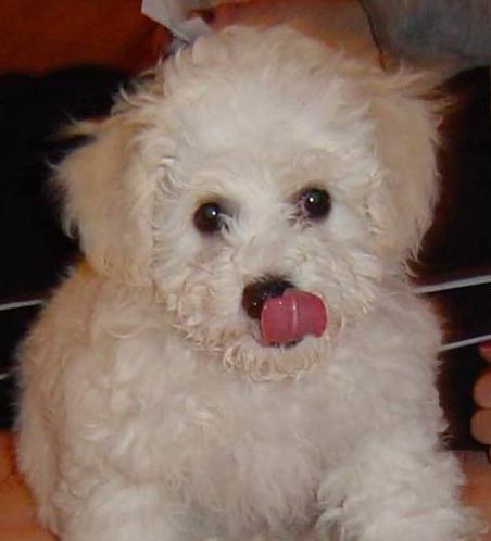 BichonFrise12[1] - animale