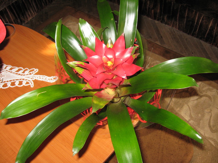 IMG_4246 - florile mele