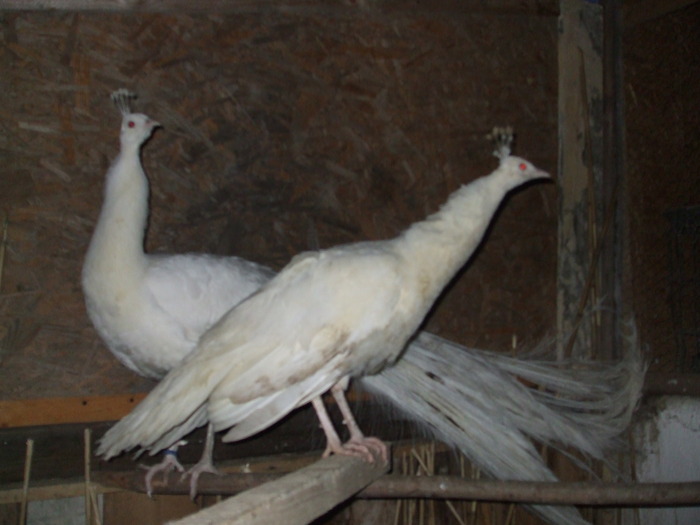 DSCF2297 - pauni albi