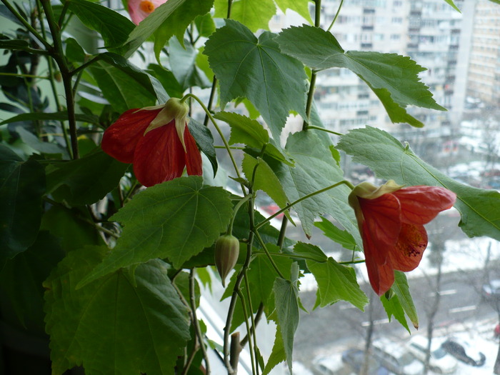 P1220624 - ABUTILONI