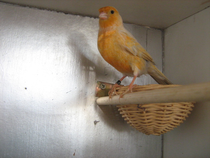 Picture 024 - canari de culoare