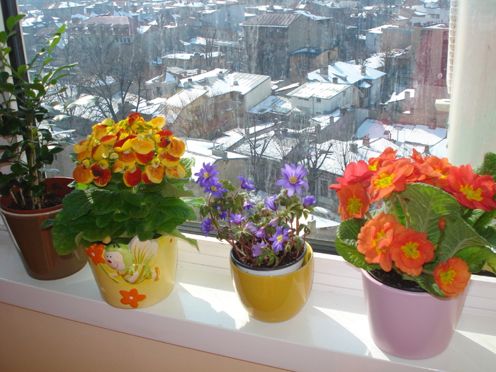 FLORICELE DE PRIMAVARA!!