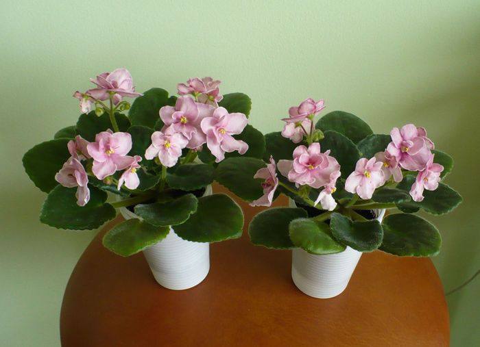 12 martie - Aca s Pink Delight