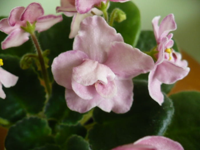 P1220615 - Aca s Pink Delight