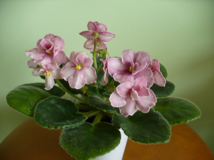 P1220619 - Aca s Pink Delight