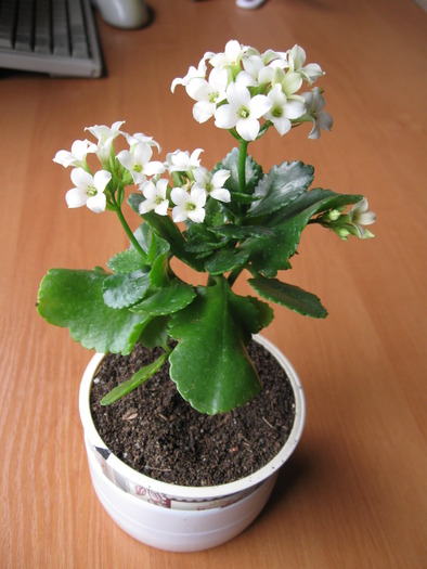 IMG_4309 - Kalanchoe