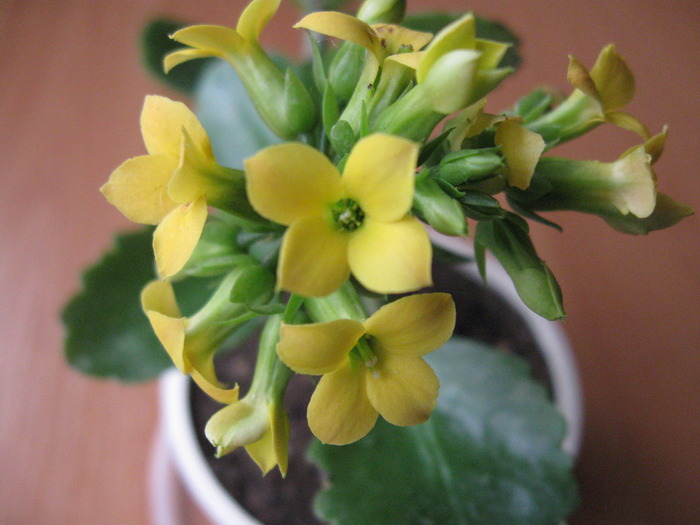 IMG_4312 - Kalanchoe