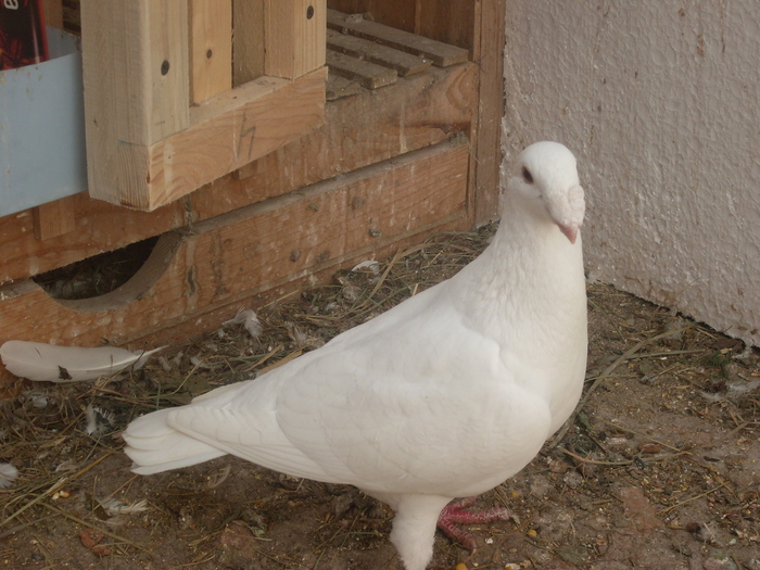 femela [mioara] - German beauty pigeons ROMANIA