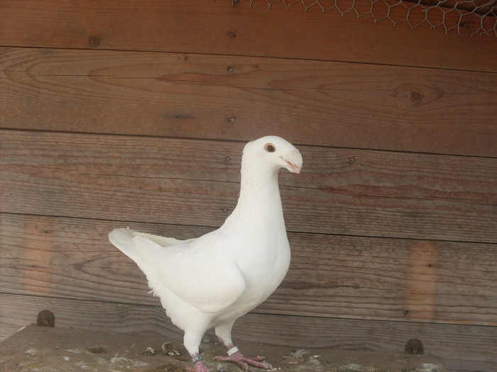 mascul [berbecul] - German beauty pigeons ROMANIA